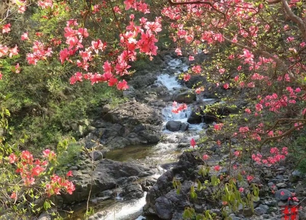 KK体育：快到“皖”里来！映山红满枝头、望春花遍山野金寨文旅邀您看“繁花”(图1)